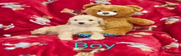Cockapoo dogs for sale: ⚜️Pure Quality Cockapoos ⚜️ - Advert 27