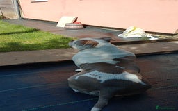American Bully dogs for sale: Micro pocket bully. - Image 2