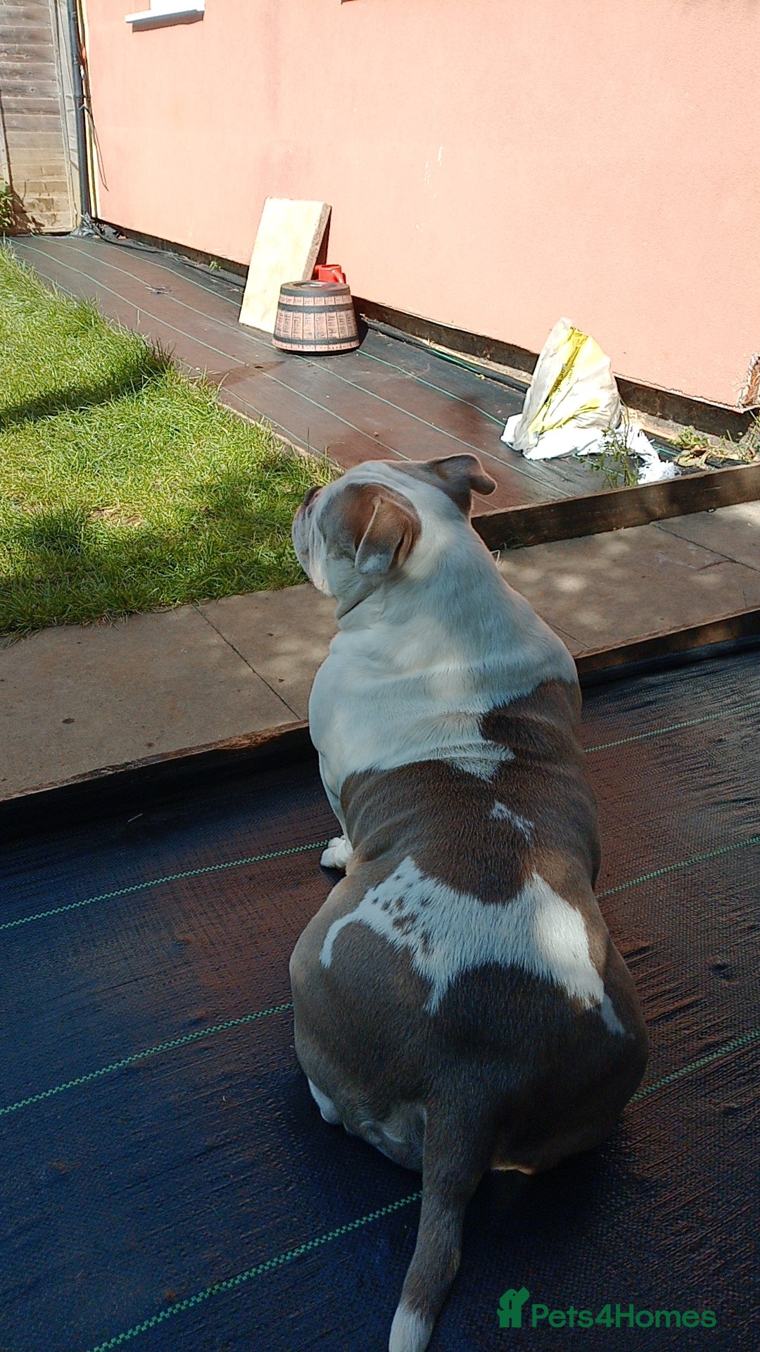 American Bully dogs for sale: Micro pocket bully. - Image 2