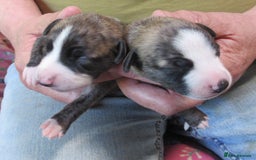 Whippet dogs for sale: Exceptional Small Show Type Whippets in Welshpool - Image 3