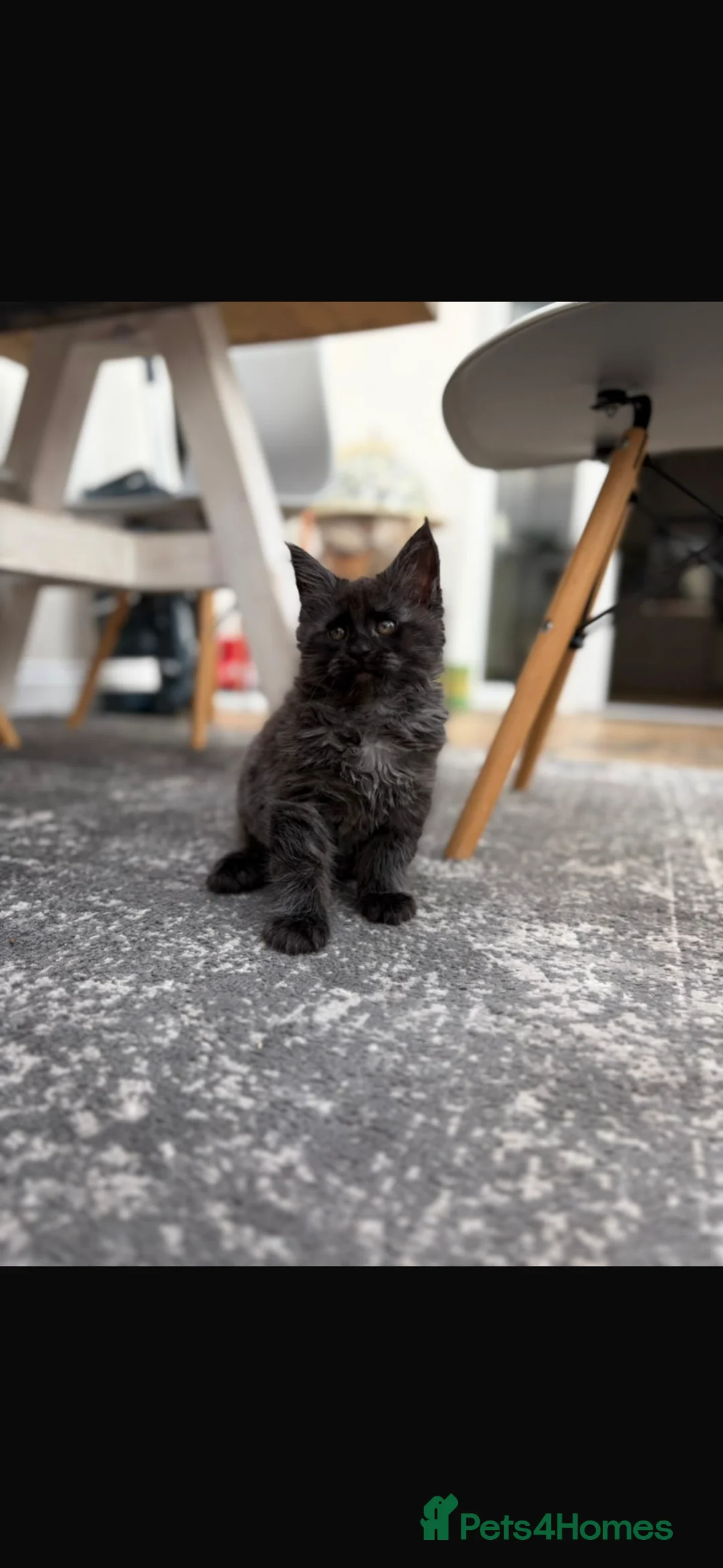 Maine Coon cats for sale: TICA Registered Black Smoke Maine Coons✨ - Advert 2