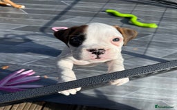 Boxer dogs for sale: Gorgeous KC Registered Boxer Pups - ONLY 1 LEFT - Image 17