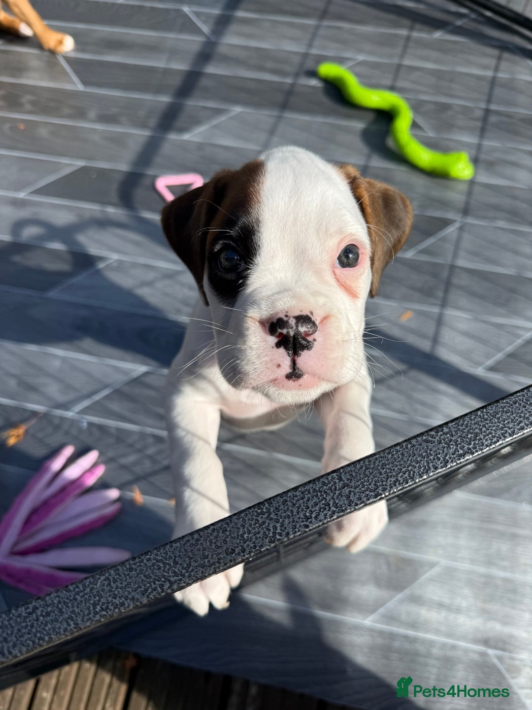 Boxer dogs for sale: Gorgeous KC Registered Boxer Pups - ONLY 1 LEFT - Image 17