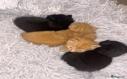 Mixed Breed cats for sale: 4x kittens for sale  - Image 1