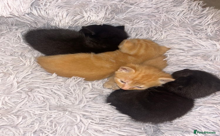 Mixed Breed cats - Advert 11