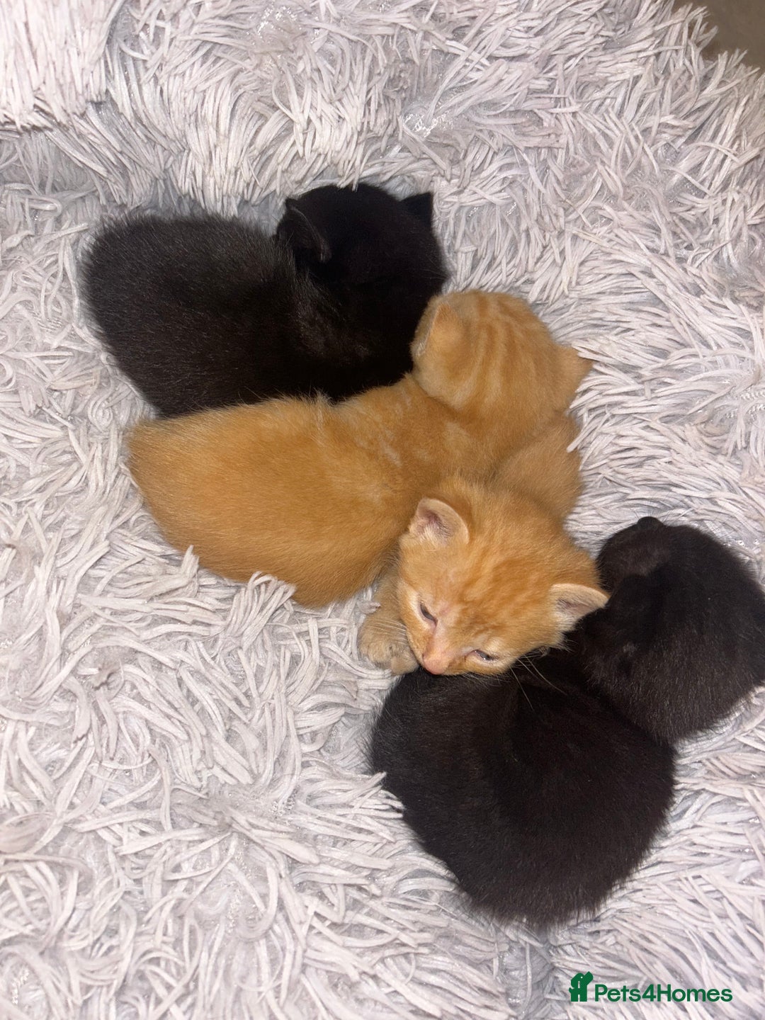 Mixed Breed cats for sale: 4x kittens for sale  - Image 1