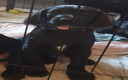 Labradoodle dogs for sale: ☆Ready to leave☆ CHUNKY PUPPIES ☆ - Advert 6