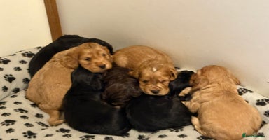 Cocker Spaniel dogs - Advert 12