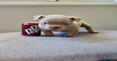 American Bully dogs - Advert 6