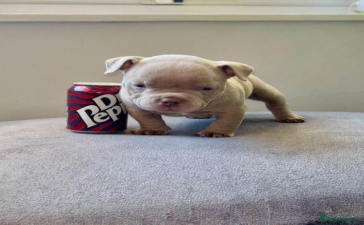 American Bully dogs - Advert 1
