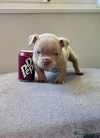 American Bully dogs - Advert 7