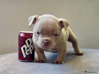 American Bully dogs - Advert 1