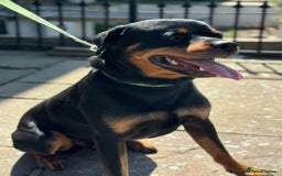 Rottweiler dogs for sale: Rottweiler looking for new home in Accrington - Image 6