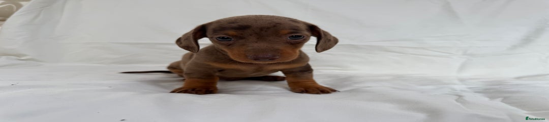 Chocolate baby girl