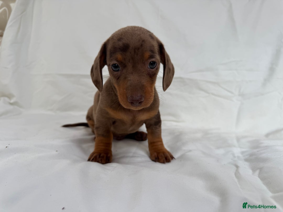 Miniature Dachshund dogs for sale: Dachshund puppy’s for sale - Image 7