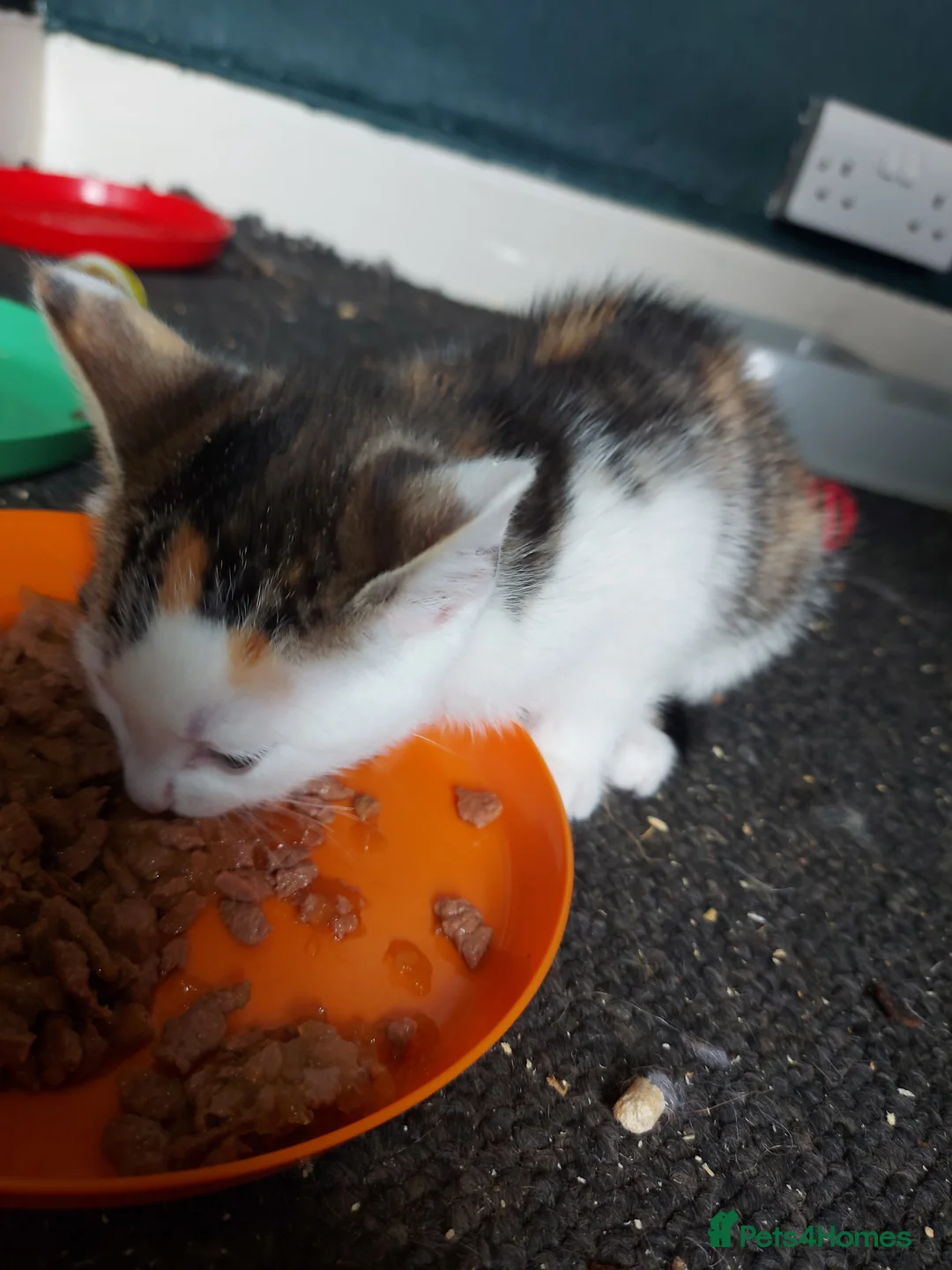 Mixed Breed cats for sale: Mixed Breed Kittens For Sale - Advert 3