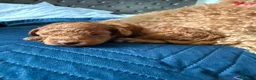 Toy Poodle dogs for sale: Two stunning red colour Toy Poodles.  - Advert 37