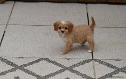 Cavapoo dogs for sale: F1 Cavapoo puppies for sale - Image 27