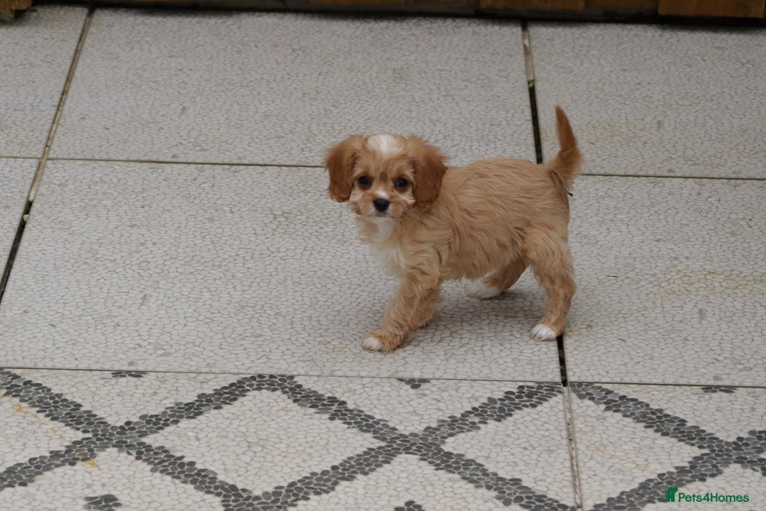 Cavapoo dogs for sale: F1 Cavapoo puppies for sale - Image 27