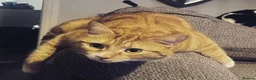 Mixed Breed cats for sale: Male cats sadly rehoming due to allergies  in Bradford - Advert 5