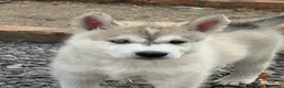 Utonagan dogs for sale: READY TO LEAVE. 3 stunning husky/malamute puppies - Advert 27
