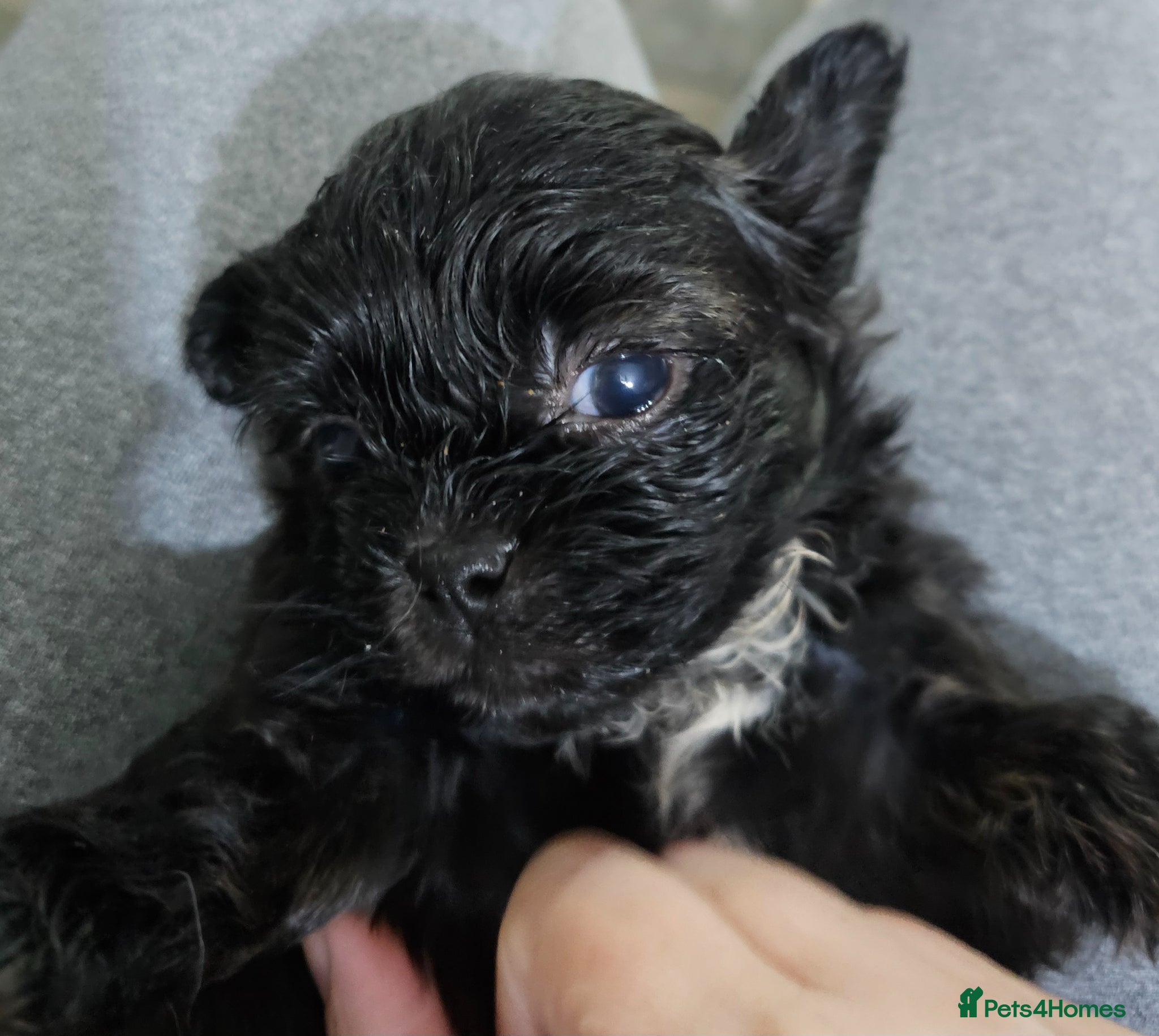 Shih Tzu dogs for sale: Choc Liver Shih Tzu puppies - Advert 19
