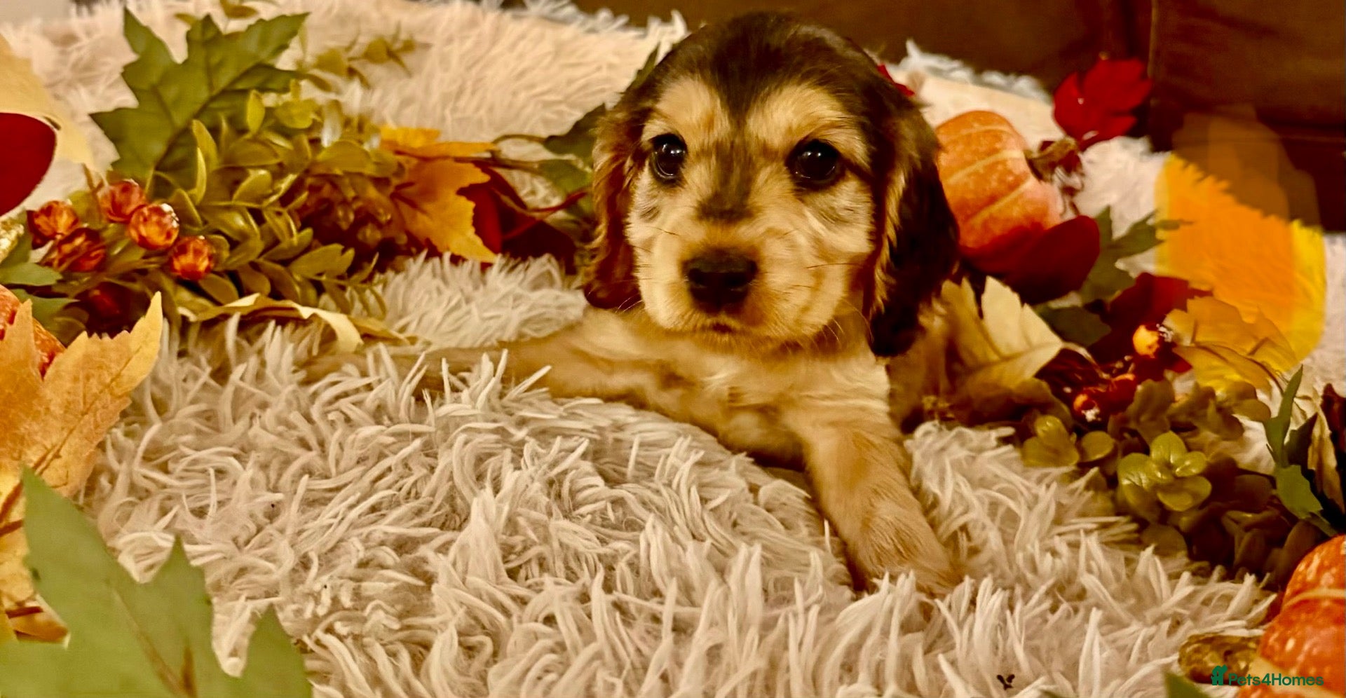 Cocker Spaniel dogs Show type cocker spaniels ready soon - Advert 15