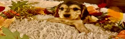 Cocker Spaniel dogs for sale: Show type cocker spaniels ready soon - Advert 1