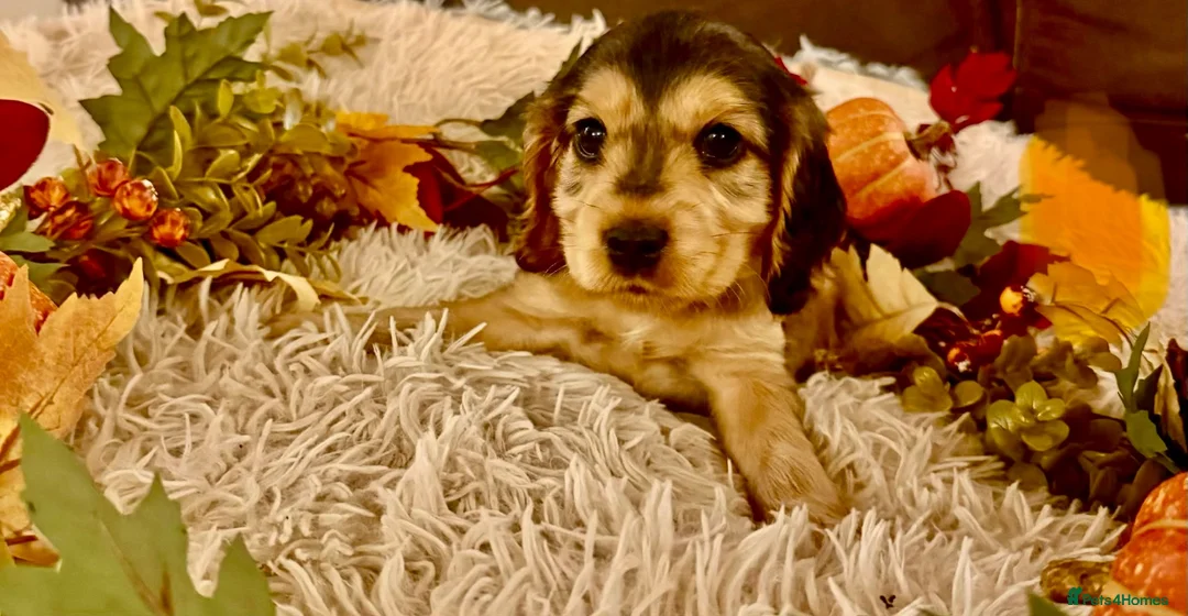 Cocker Spaniel dogs for sale: Show type cocker spaniels ready soon - Advert 1