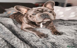French Bulldog dogs for sale: French Bulldogs - Image 27