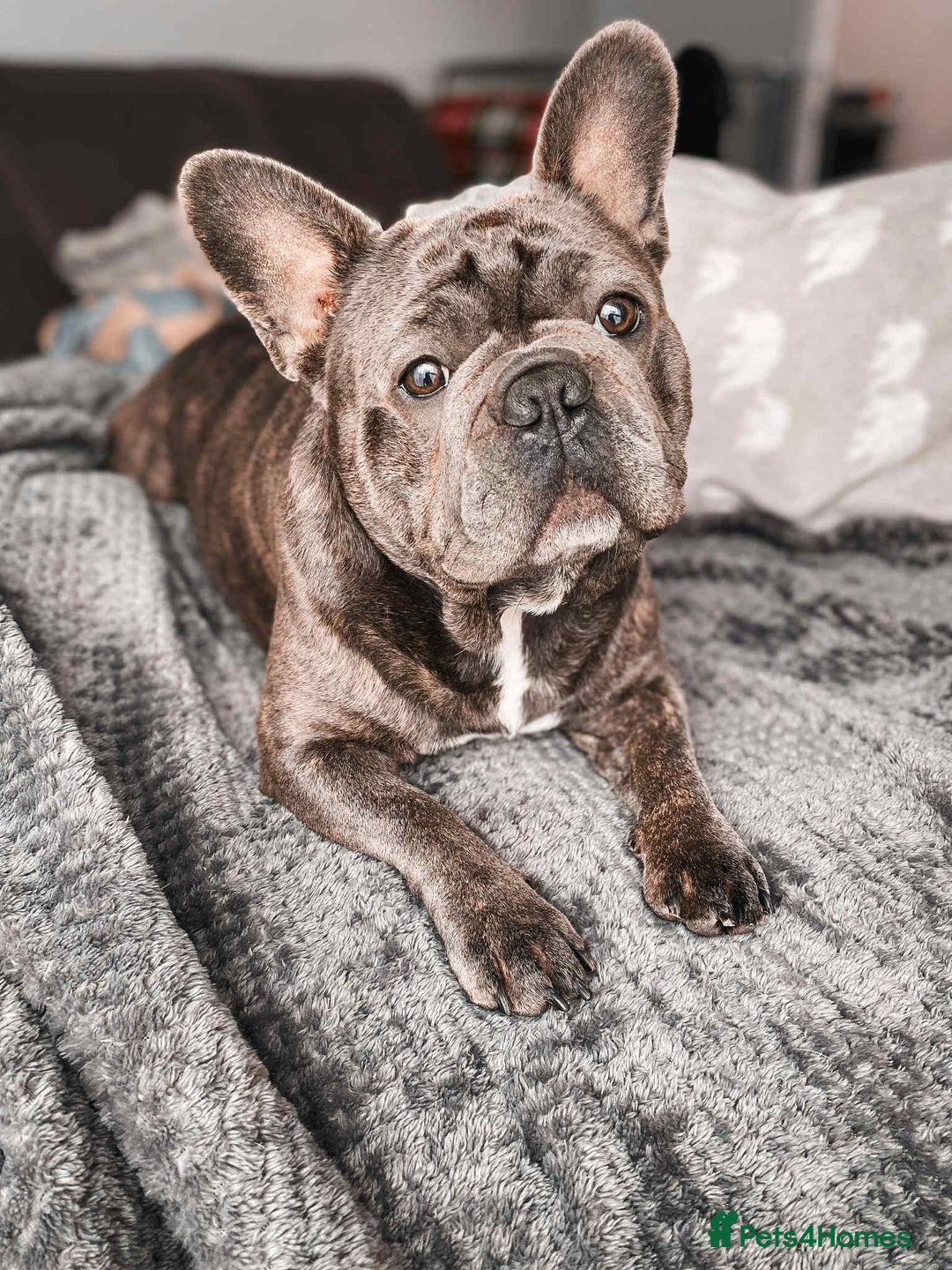 French Bulldog dogs for sale: French Bulldogs - Image 27