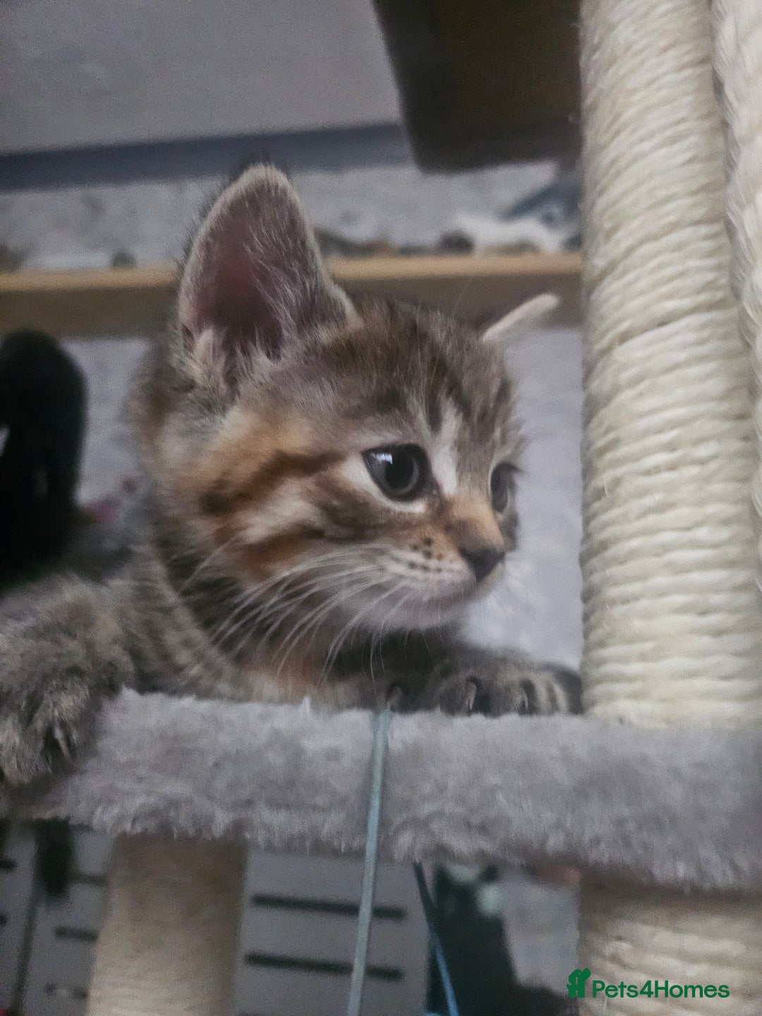 European cats for sale: Female tabby europian shorthair mixed kitten 🏡  - Image 4