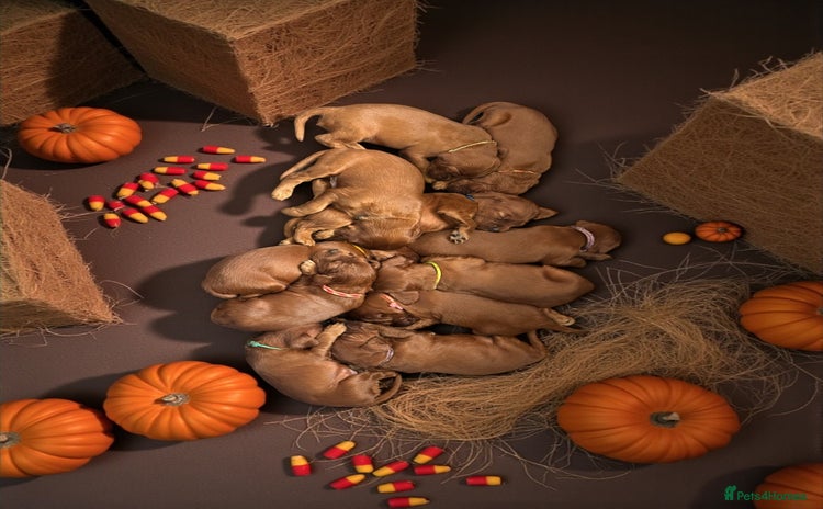 Irish Setter dogs - Advert 2