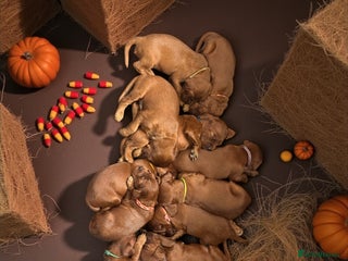 Irish Setter dogs - Advert 7