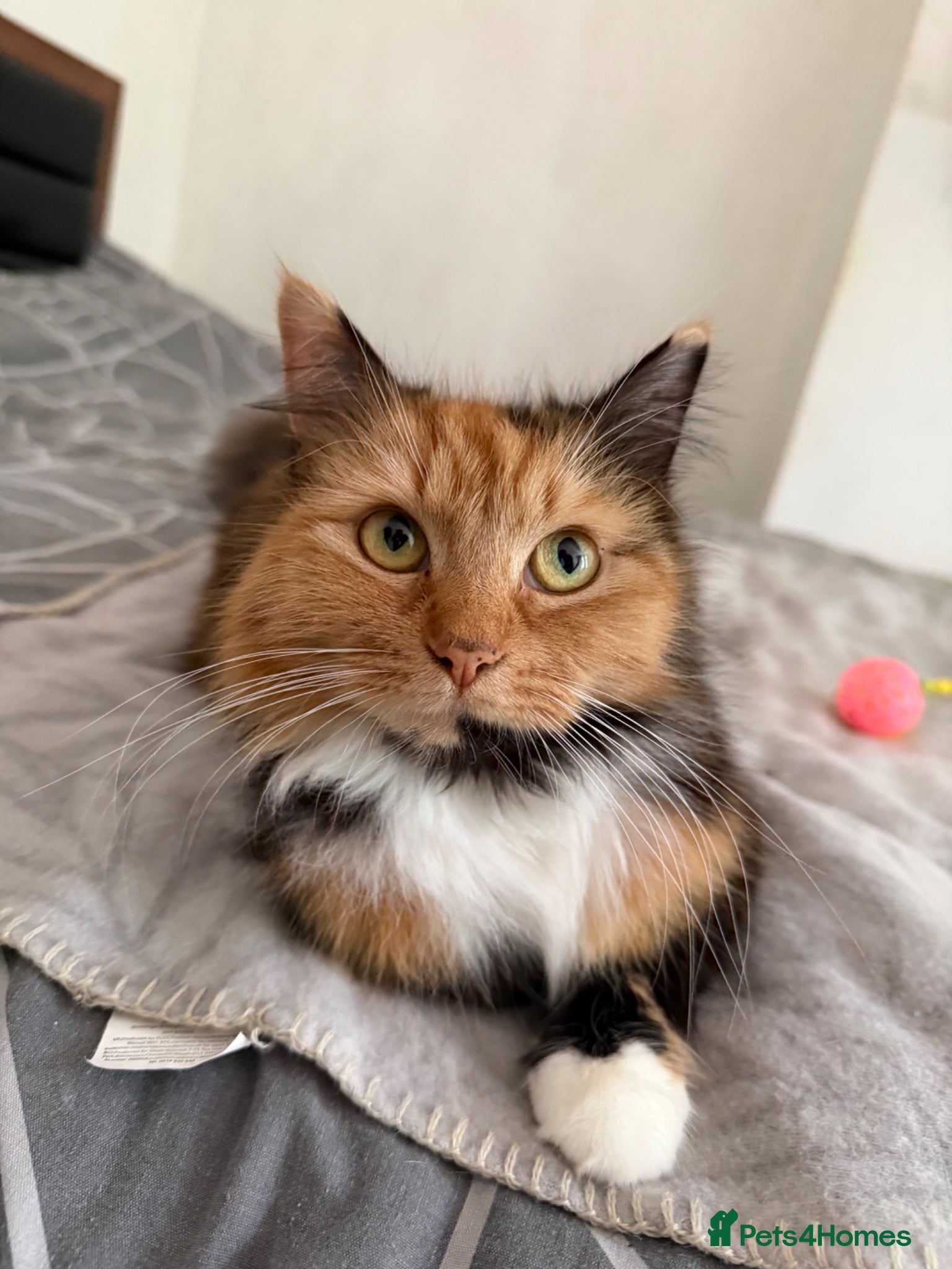 Mixed Breed cats for sale: 3 Sweet kittens available.  - Advert 1