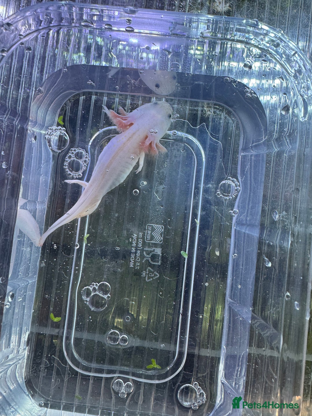 Plecos fish for sale: Lucy Axolot  in Hull - Image 2