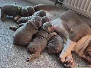 English Bulldog dogs Fully Vaccinated Ready To leave English Bulldog - Advert 2