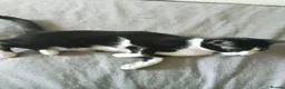 Mixed Breed cats for sale: for me its a cry for help - Advert 5