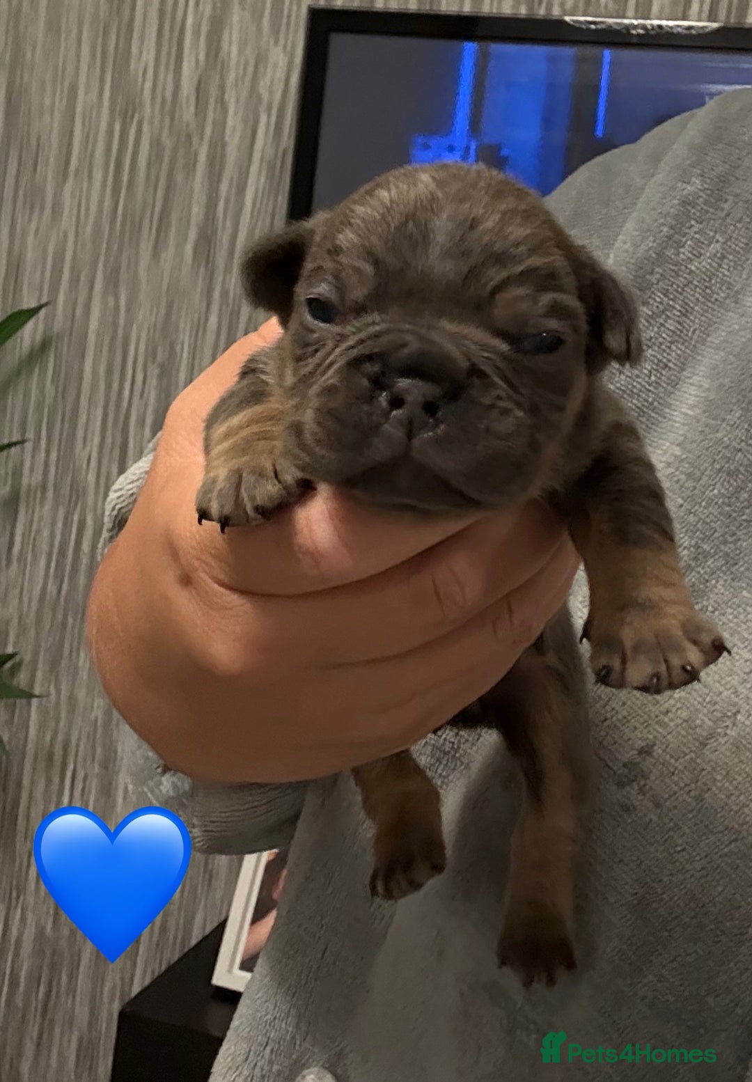 French Bulldog dogs for sale: French bulldog puppies - Advert 9