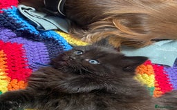 Mixed Breed cats for sale: Adorable,  fluffy black kittens - Image 6