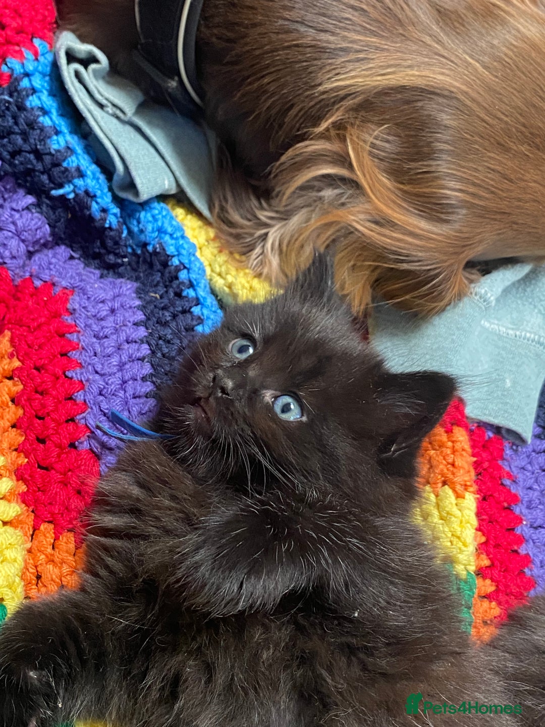 Mixed Breed cats for sale: Adorable,  fluffy black kittens - Image 6