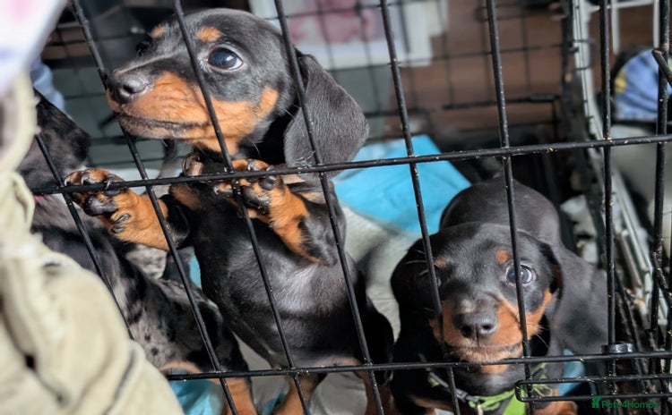 Dachshund dogs - Advert 1