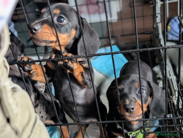 Dachshund dogs - Advert 1