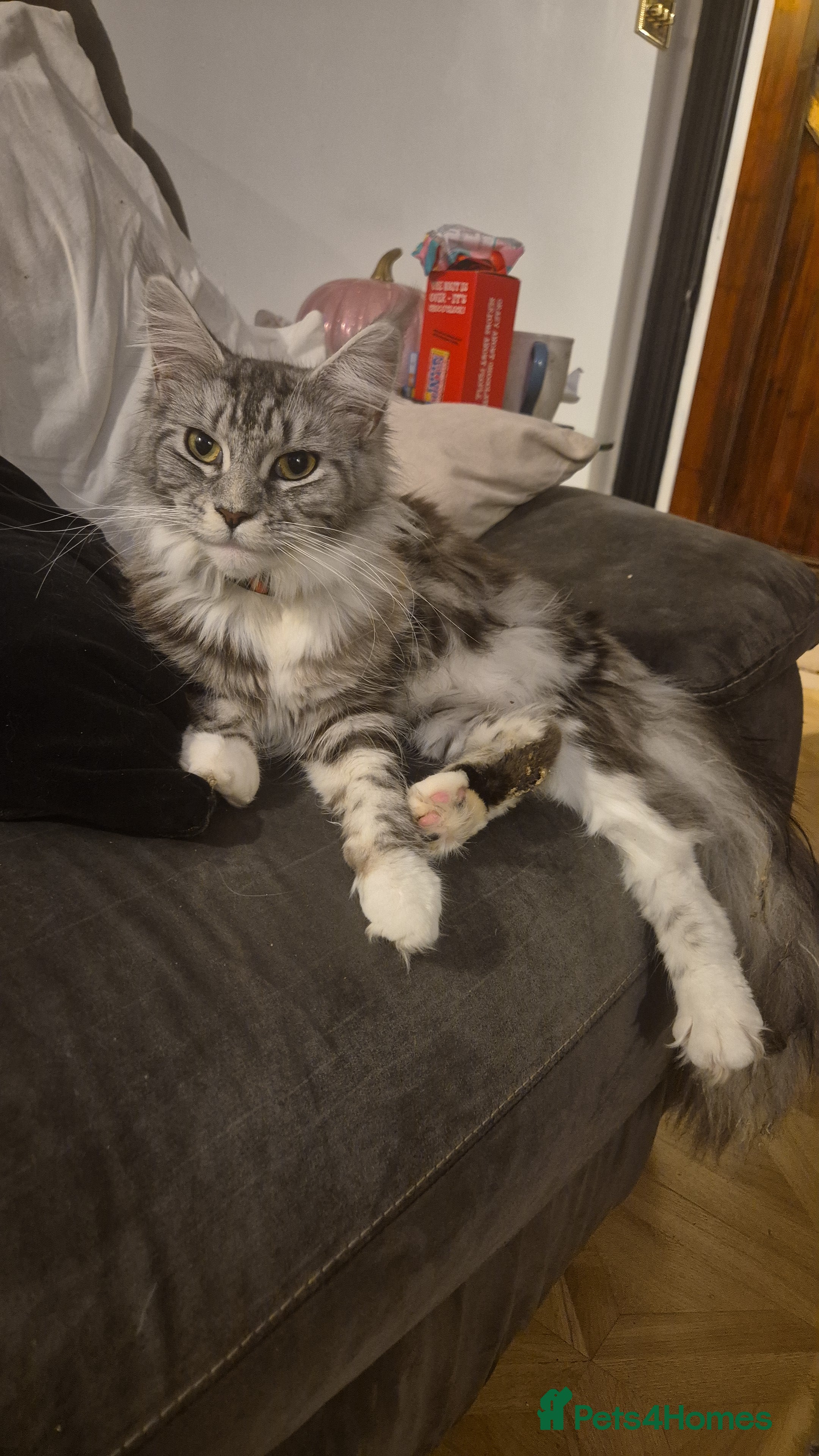 Maine Coon cats Gorgeous Registered Maine Coon Kittens - Advert 1