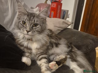 Maine Coon cats Gorgeous Registered Maine Coon Kittens - Advert 1