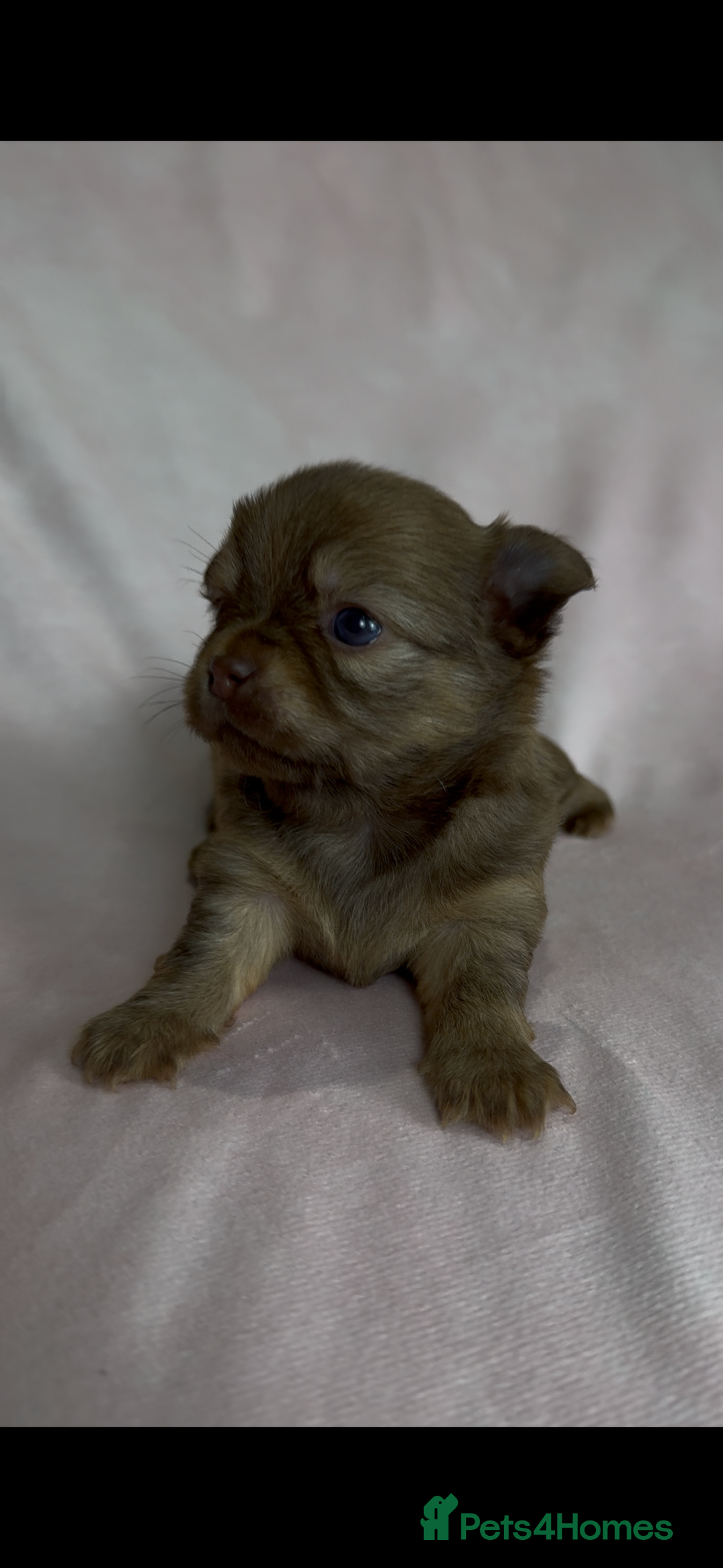 Chihuahua dogs for sale: Chihuahua puppies available on  ** s  - Advert 16