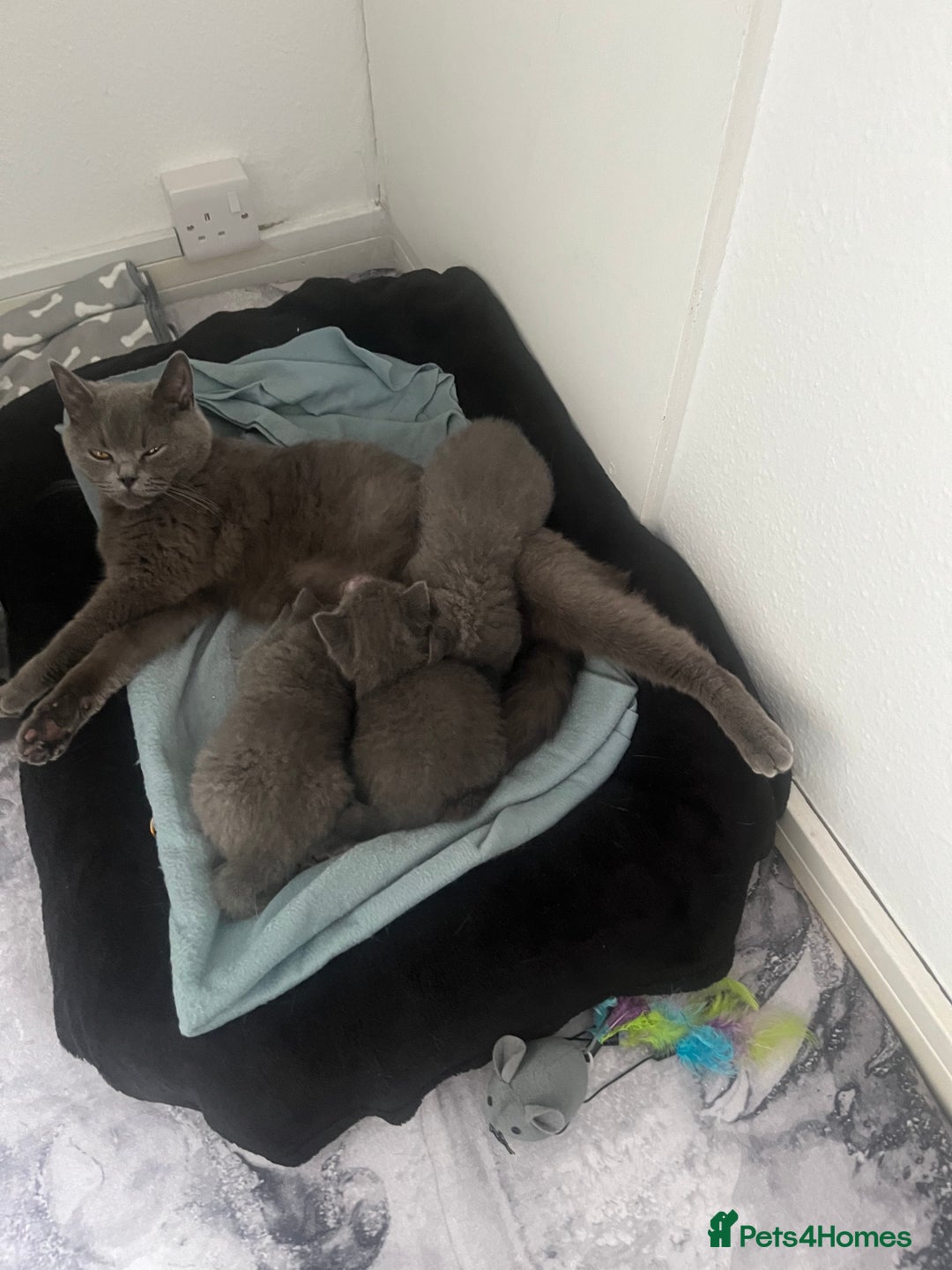 British Shorthair cats for sale: Post to gain interest - Image 6