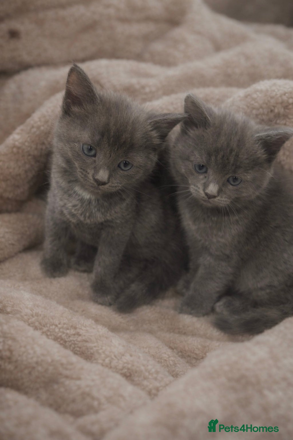 Russian Blue cats 3 Gorgeous kittens available  - Advert 2