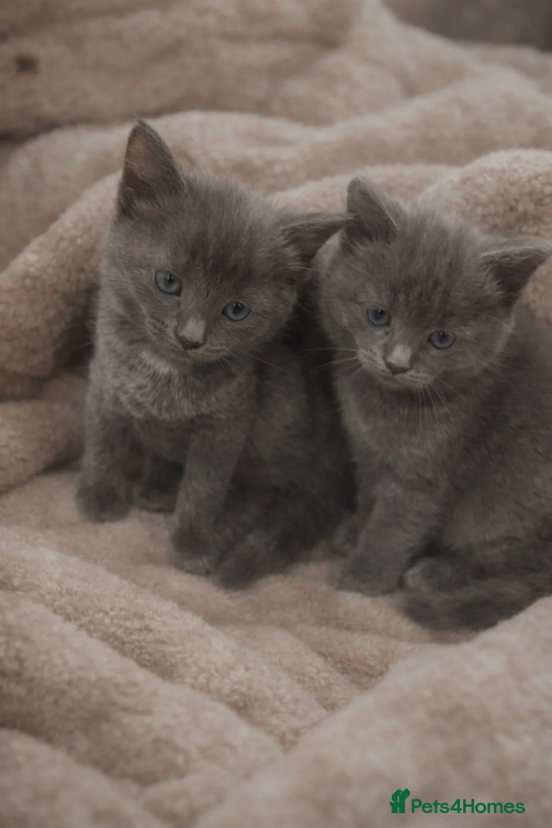 Russian Blue cats for sale: 3 Gorgeous kittens available  - Advert 1