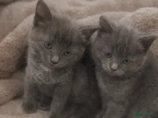 Russian Blue cats 3 Gorgeous kittens available - Advert 2